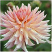 Dahlia 'Henriette'