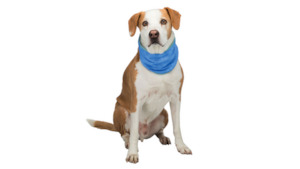 Pet: Trixie Cooling Bandana Large