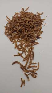 Simply Mealworms