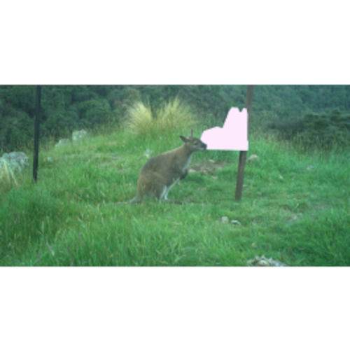 Wallaby Bait Station