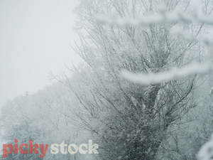 Trees of Winter III