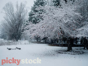 Trees of Winter II