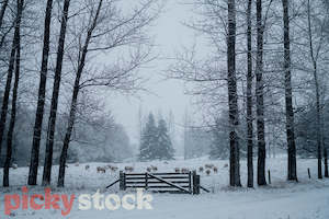 Snowy Fields of Tekapo