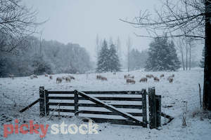 Snowy days in Tekapo