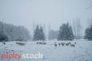 Sheep in the Snow