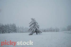 Trees of Winter IV