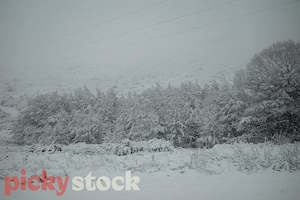 Trees of Winter V