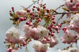 Nursery (flower, shrubs, ornamental trees): Prunus Shimidsu Sakura