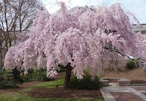 Nursery (flower, shrubs, ornamental trees): Prunus subhirtella Pendula Rosea