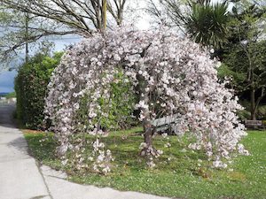 Prunus yedoensis Purpendens