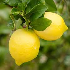 Lemon Lisbon