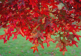 Nursery (flower, shrubs, ornamental trees): Quercus coccinea