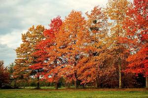 Quercus palustris