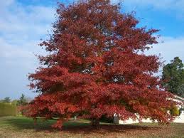 Quercus rubra