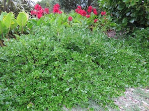 Nursery (flower, shrubs, ornamental trees): Coprosma Poor Knights