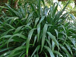 Phormium cookianum