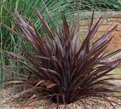 Nursery (flower, shrubs, ornamental trees): Phormium cookianum Purpurea