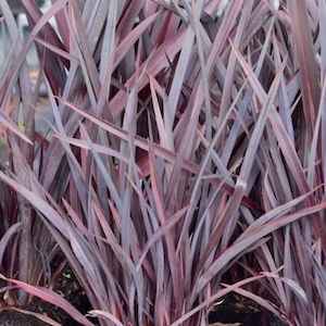 Nursery (flower, shrubs, ornamental trees): Phormium Dark Delight