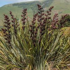 Phormium tenax