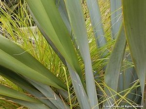 Nursery (flower, shrubs, ornamental trees): Phormium tenax Goliath