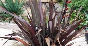 Nursery (flower, shrubs, ornamental trees): Phormium tenax Purpurea