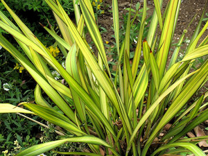 Phormium Yellow Wave