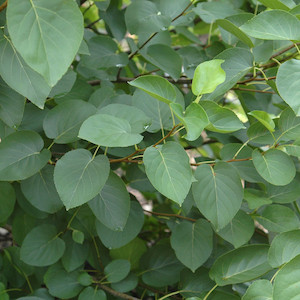 Nursery (flower, shrubs, ornamental trees): Alnus cordata