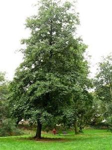 Alnus cordata