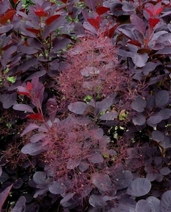 Cotinus coggygria Purpurea