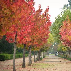 Liquidambar styraciflua