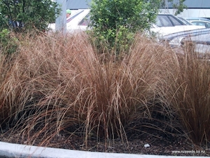 Carex buchananii