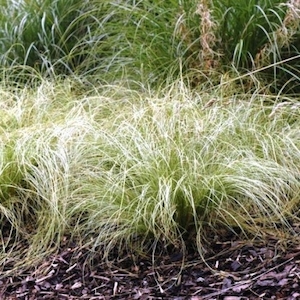 Carex comans ‘Frosted Curls’