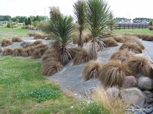 Carex flagellifera Red