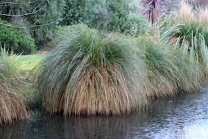 Nursery (flower, shrubs, ornamental trees): Carex secta