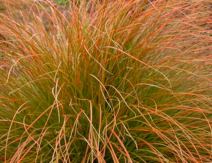 Carex testacea