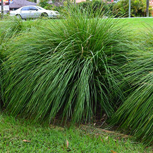 Nursery (flower, shrubs, ornamental trees): Lomandra Tanika