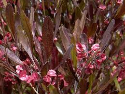 Dodonaea viscosa Purpurea