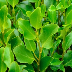 Nursery (flower, shrubs, ornamental trees): Griselinia littoralis