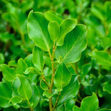 Nursery (flower, shrubs, ornamental trees): Griselinia littoralis Broadway Mint