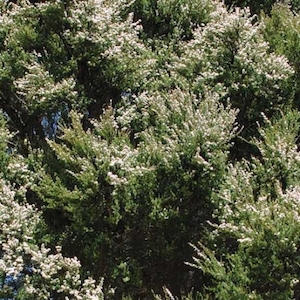 Nursery (flower, shrubs, ornamental trees): Kunzea ericoides