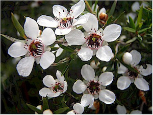 Leptospermum scoparium