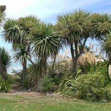 Cordyline australis