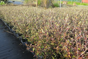 Nursery (flower, shrubs, ornamental trees): Corokia Bronze King