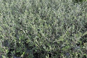 Nursery (flower, shrubs, ornamental trees): Corokia cheesemanii