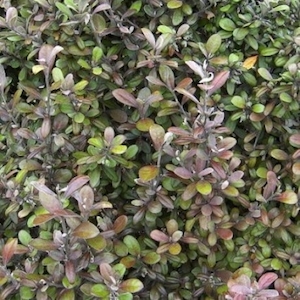 Nursery (flower, shrubs, ornamental trees): Corokia Frosted Chocolate