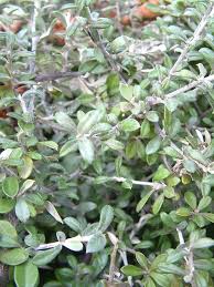 Nursery (flower, shrubs, ornamental trees): Corokia Geentys Ghost