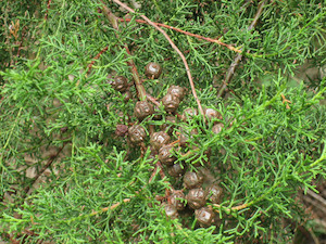 Nursery (flower, shrubs, ornamental trees): Cupressus lusitanica