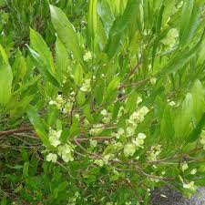 Nursery (flower, shrubs, ornamental trees): Dodonaea viscosa