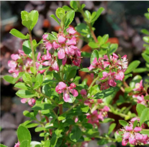 Nursery (flower, shrubs, ornamental trees): Escallonia Alice