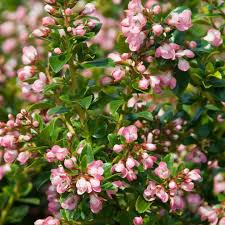 Nursery (flower, shrubs, ornamental trees): Escallonia Apple Blossom